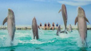 Dolphin Island Park punta cana